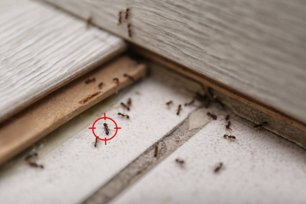 Best Ant Control Services  in Ives Estates, FL