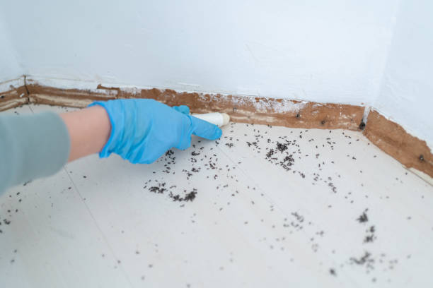Best Cockroach Control Services  in Ives Estates, FL